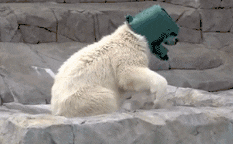 寻常|搞笑动态图GIF: 我说了本汪会功夫，不想挨揍你就乖乖的给我回去。