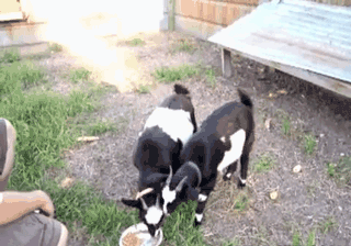 小伙|搞笑GIF：二哈：你别怕我叫几声吓它，别人说我很怂，其实我不怂