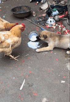 技能|搞笑GIF:我的手会这个技能,咱们两个比一下吧!