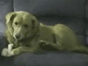 妹子|听说你们不是很会练瑜伽, 那来看看这只狗是怎么做的吧