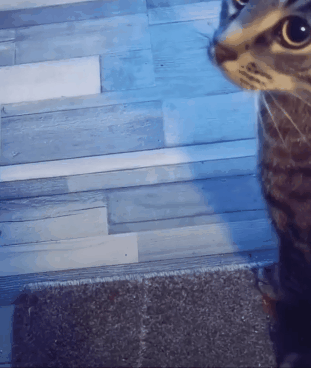 生死关头|搞笑GIF：这生死关头，你说我不拼能行吗？