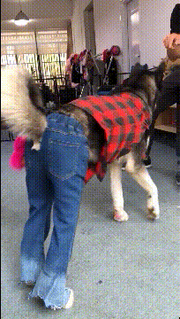 玩游戏|搞笑GIF：哥们，你家狗子穿上牛仔裤，走路很帅气