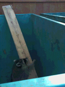 彩礼钱|搞笑GIF:这玩的是什么?我怎么没看懂啊!好神奇啊!