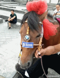低调|驴:主人,咱这又不是第一次进城了,能低调点吗!