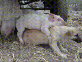 水上漂|搞笑GIF：老板，你们这怎么回事？可不能让我赔偿！