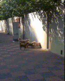 烟火|搞笑gif:我就是我,不一样的烟火,何必在意别人的眼光