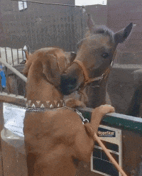 妹子|搞笑GIF趣图：妹子你这幅度有点大，我都快要坚持不住了！