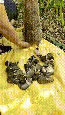 门岗|搞笑gif趣图:我就想知道,能不能给我做一个牡丹花出来