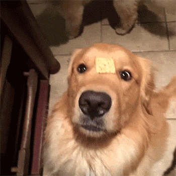 饼干|爆笑GIF:小姐姐,解锁吃烧烤新姿势