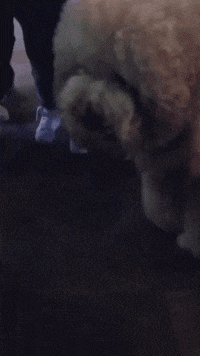 前途|爆笑GIF图:带着你家猫去做演员吧!这猫太有前途了!