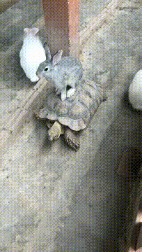 龟兔赛跑|那些年笑死我们的gif动图