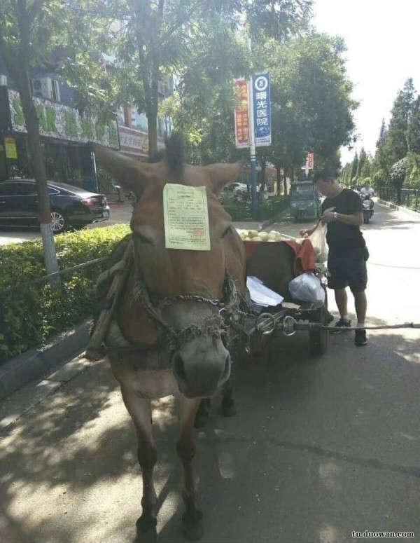 女朋友|这只猪在洪水中获救后还没来得及高兴，就被网友玩坏了