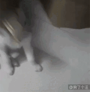 盖子|偷吃都不会,还好意思懵逼?太特么丢狗了