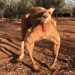 招架不住|搞笑GIF:你们说这车有多猛啊。