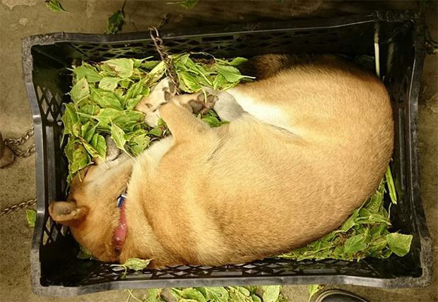 花园|要搬杂草去倒掉却抬不起来,低头一看差点笑死,当大爷柴超可爱!