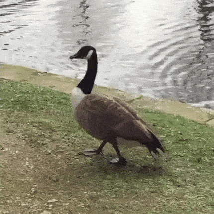 妹子|搞笑GIF:哥们,你是有多急,时刻准备着要出发?收敛点吧,免得交警看到尴尬