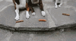 队友|遇上坑爹的狗队友,总是让人毫无防备又哭笑不得!