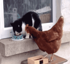 咯噔|搞笑GIF图：美女你亲狗，但你亲狗屁股干嘛，旁边人都笑了