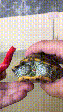 这是|搞笑GIF：女朋友又生气了，我到底该干吗？