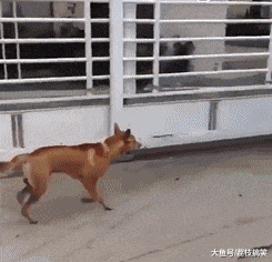 吊车|搞笑GIF: 体验悬空吊车的感觉