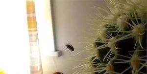 苍蝇|搞笑GIF: 在哪里摔倒就在哪里躺下