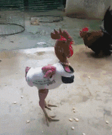 就是|搞笑GIF:这就是你非要女友玩VR的后果