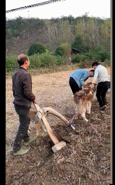 胯骨|搞笑GIF：狗子：为了这个家，我真的太难了