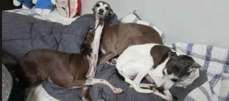 前夫|搞笑段子:前夫另娶她人,我一气之下请了六个美女去他婚礼上大喊