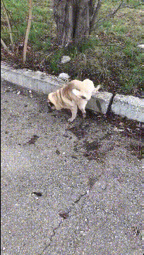 泰迪|搞笑GIF趣图：无敌是多么，多么寂寞！