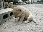 不要|搞笑GIF：?我美的不要不要的，丑的只剩脸了！！