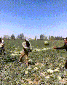 几万|搞笑GIF趣图:经过几万次的练习,这位大哥接西瓜的技术做到了不亏损的程度!