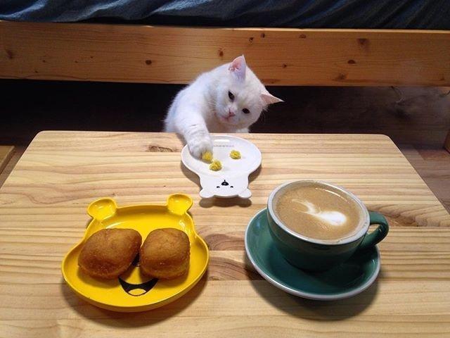 是在|一只喜欢凡是都先吃一口的喵 猫:我不是先吃,我是在帮你验毒