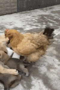 妹子|我怀疑这位妹子是没有脑子得, 只知道卖萌装傻