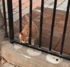 妹子|搞笑GIF趣图：妹子，你哪个单位的？!你站起来说话！