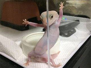 酸菜鱼|搞笑GIF:老板,你做的这锅酸菜鱼能吃吗