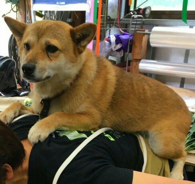 花园|要搬杂草去倒掉却抬不起来,低头一看差点笑死,当大爷柴超可爱!