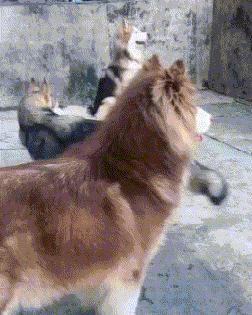 妹子|搞笑GIF图:当妹子突然听到要拍照的时候!