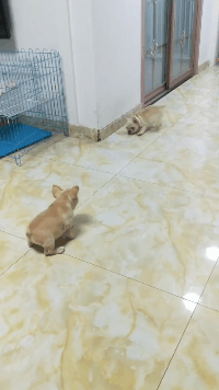 炒面|搞笑GIF：这一份炒面估计得炒两次