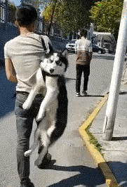 妹子|GIF爆笑:妹子是故意让你靠的,这样的女孩不好找了,娶回家吧