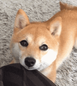 小明|开心趣图:搞笑动图宠物图片幽默段子来喽