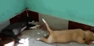 后羿|搞笑段子：我给婆婆买了个跑马灯的手机，没想到公公也想要一个