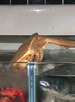 大爷|搞笑GIF:大爷,你这比例是多强悍了!支撑得起你这样玩!