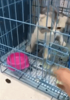 放进|搞笑GIF:我再也不玩这种傻X游戏了