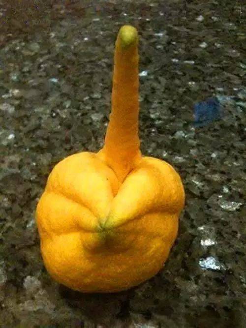 莫言|活捉一枚混进土豆家族里的人类卧底！