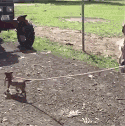 胯骨|搞笑GIF：狗子：为了这个家，我真的太难了