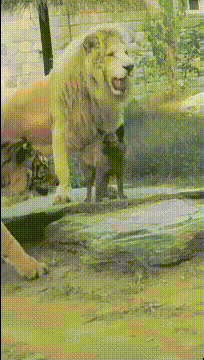 套路|搞笑GIF：新郎，赶紧对着我们笑一个