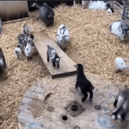 故事|搞笑GIF动图：妹子，这么奇葩的裙子真亏你能穿出来逛街啊