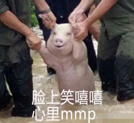 师兄|那只从台风中救出来的猪，被恶搞成表情包了