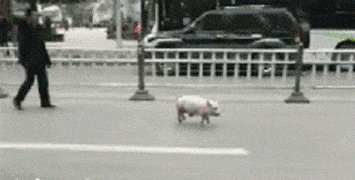 媳妇|搞笑GIF：媳妇我不练了，不练了！