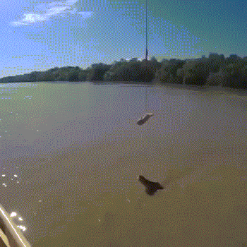 姐姐|搞笑GIF: 别走姐姐, 我就跟你聊聊天, 不抢你吃的